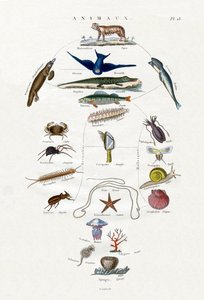 Evolución, 1833-39 de French School